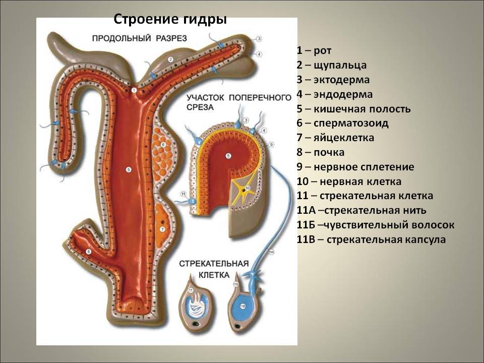 Кракен мефедрон
